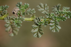 Coldenia procumbens